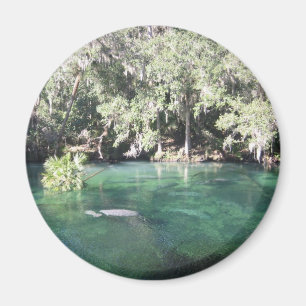 Manatees en el imán de Blue Springs