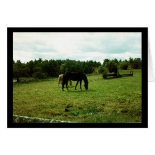 Mancha de caballos