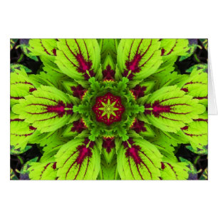 Mandala de la planta del coleo