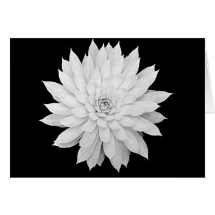 Mandala suculenta
