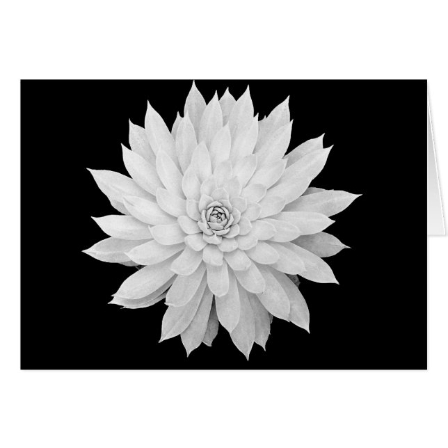 Mandala suculenta (Anverso (Horizontal))