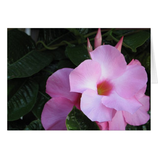 Mandevilla (Anverso (Horizontal))