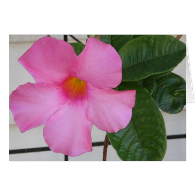 Mandevilla (Anverso (Horizontal))