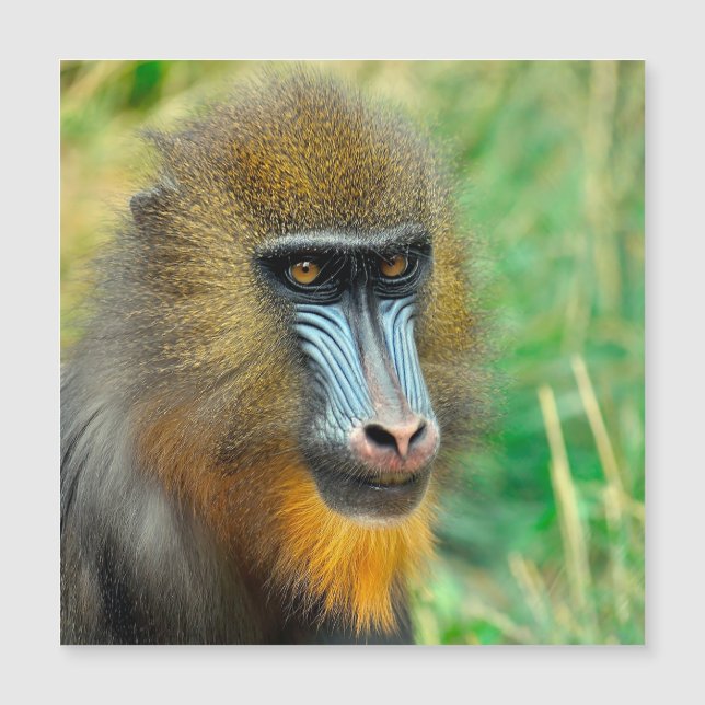 Mandrill 002 (Anverso)