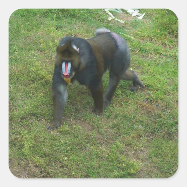 Mandrill #5 Pegatinas (Anverso)