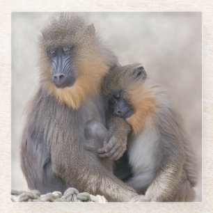 Mandrill y Joven Posavasos de Vidrio