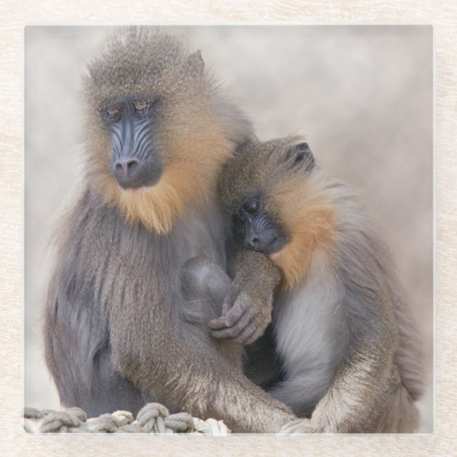 Mandrill y Joven Posavasos de Vidrio (Anverso)