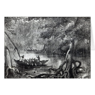 Mangle Forest