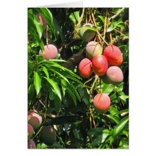 Mangos hawaianos