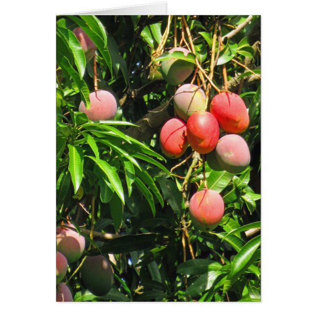 Mangos hawaianos (Frente)