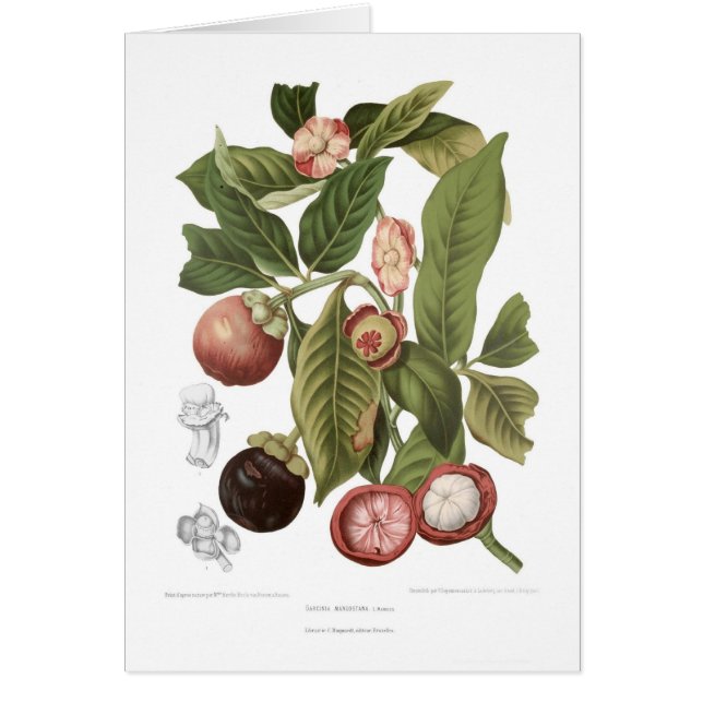 Mangostán púrpura (Frente)