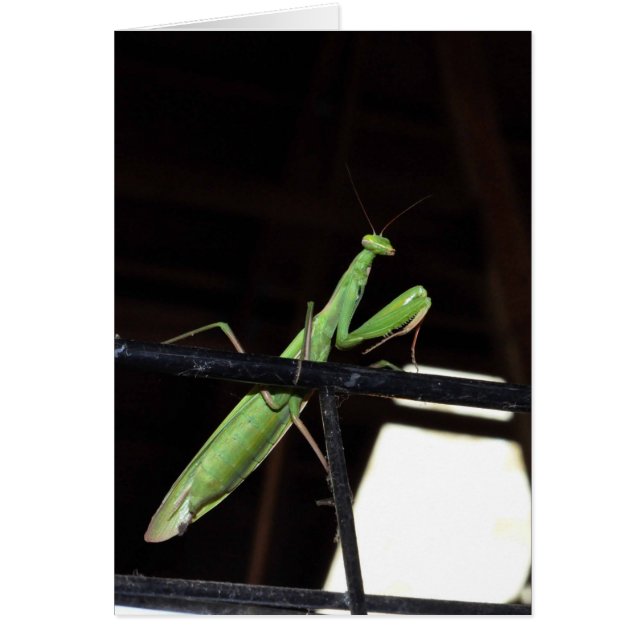 Manitas rezando (Frente)