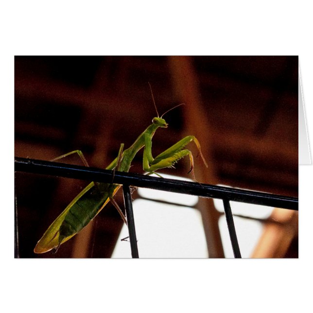 Manitas rezando (Anverso (Horizontal))