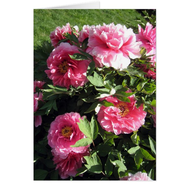 Manojo de Peonies rosados (Frente)