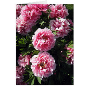 Manojo rosado de Peonie