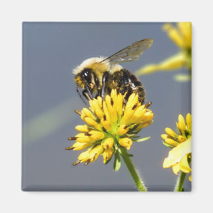 Manosee el imán de la abeja