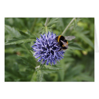 Manosee la abeja en cardo