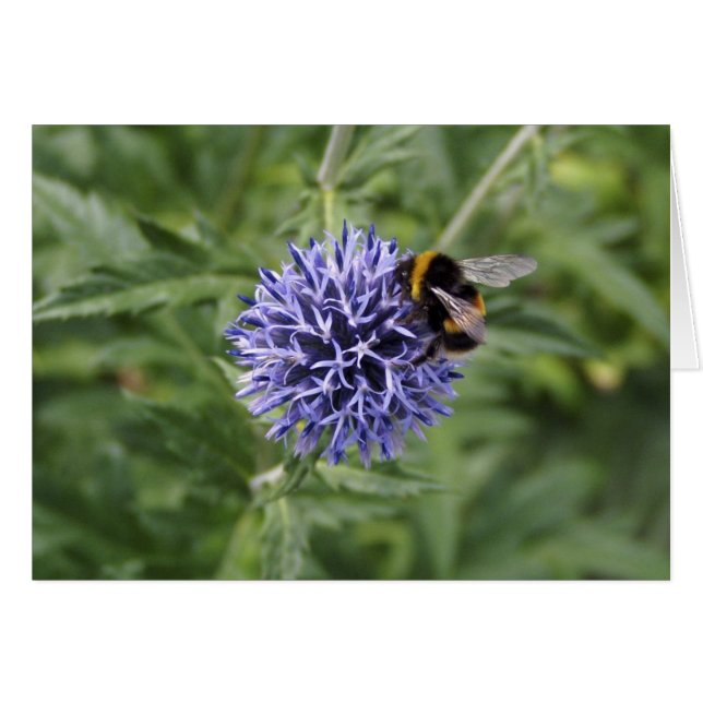 Manosee la abeja en cardo (Anverso (Horizontal))