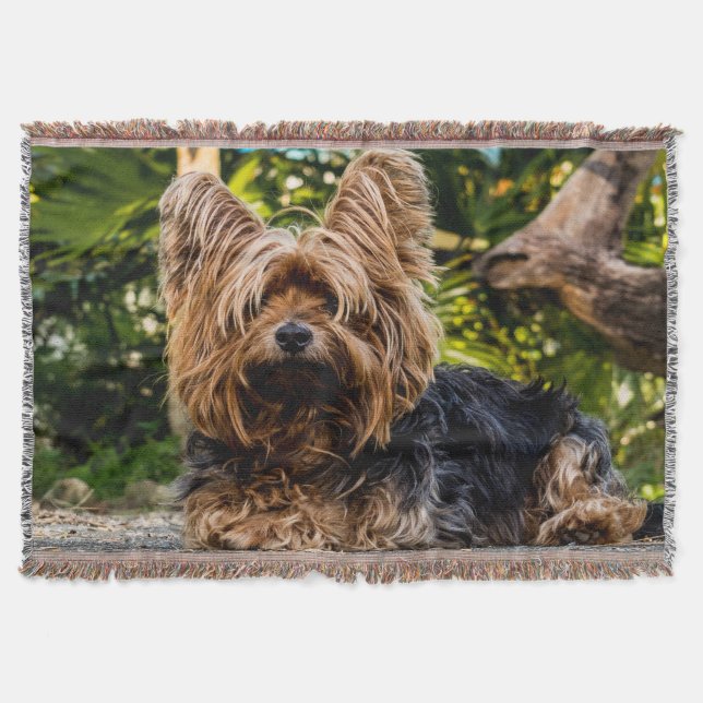 Manta Adorable dulce Yorkshire terrier en el bosque (Anverso)