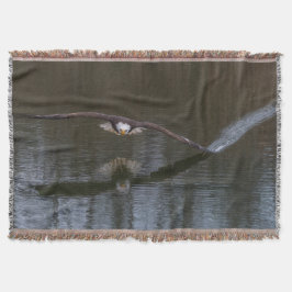 Manta Águila calva en vuelo