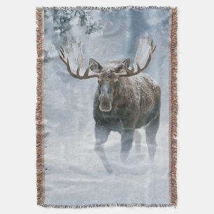 Manta Alce macho caminando por la nieve boreal