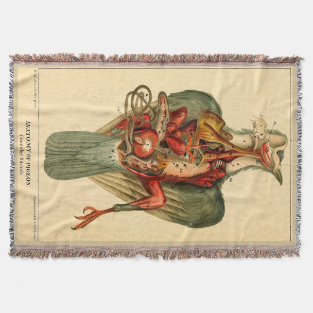 Manta Anatomía de una paloma (Anverso)