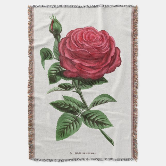 Manta Antique Rose Lithograph, François-Frédéric Grobon (Frente vertical)