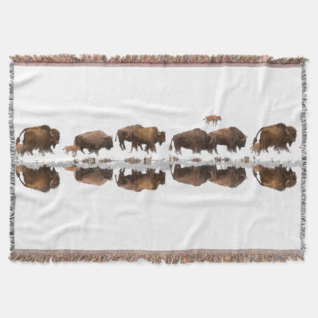 Manta Bison Roaming en la nieve de invierno | (Anverso)