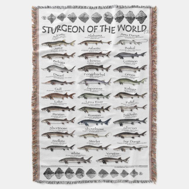 MANTA BLANKET -STURGEON OF THE WORLD POSTER -FIRST EVER  (Frente vertical)