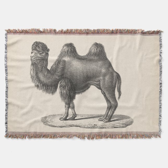 Manta Brodtmann Camel Sketch (Anverso)