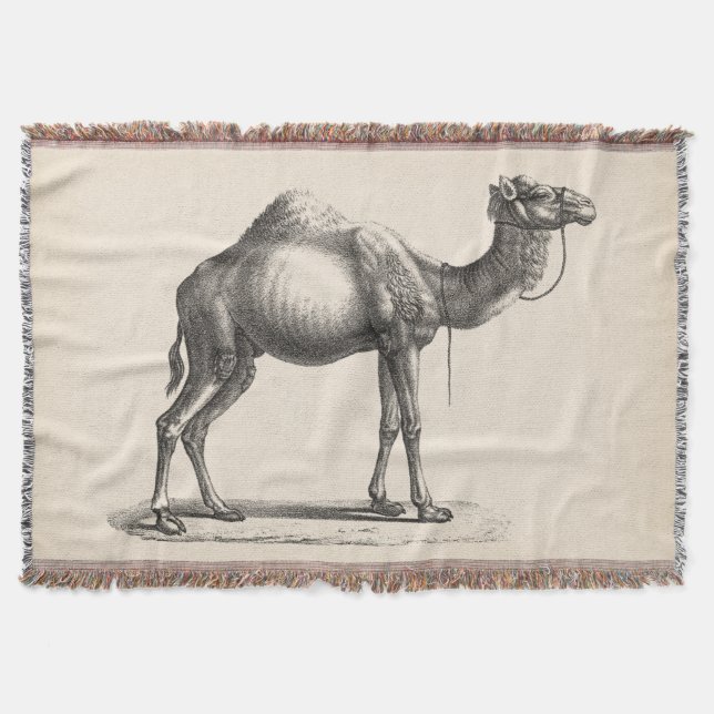 Manta Brodtmann Dromedary Camel Sketch (Anverso)