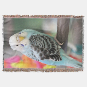 Manta Budgie