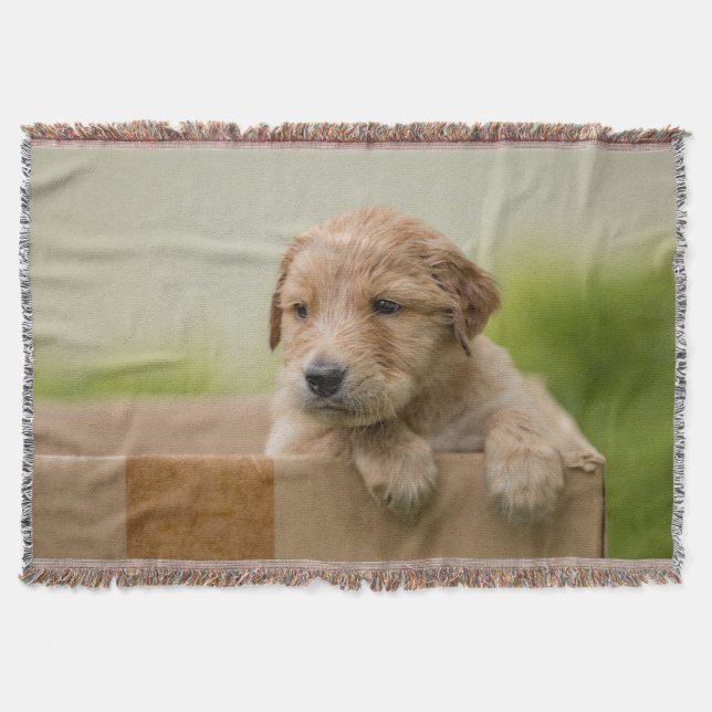 Manta Cachorro de recuperación de oro en caja (Anverso)