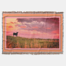 Calf solitario al atardecer