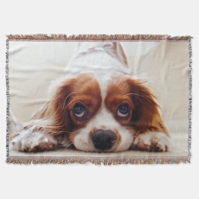 Manta Cavalier King Charles Spaniel (Anverso)