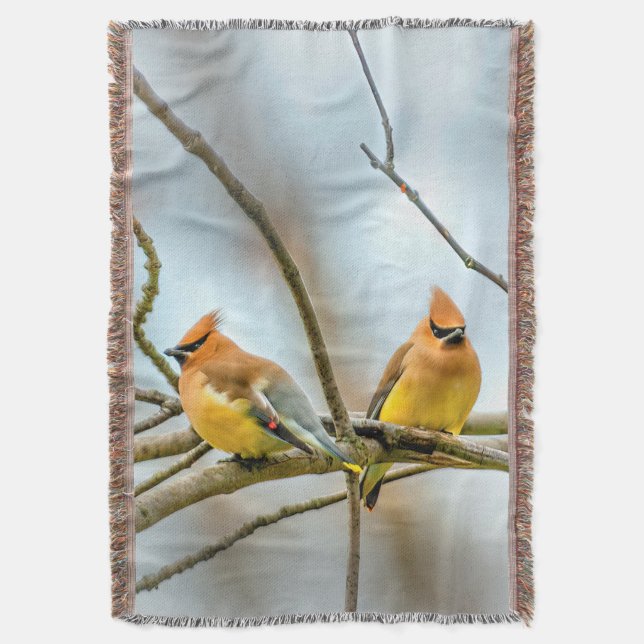 Manta Cedar Waxwing - Fotografía original (Frente vertical)