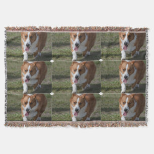Manta Corgi asombroso