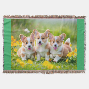 Manta Corgies jugando en la hierba