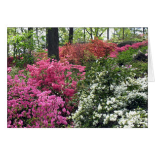 Manta de la azalea