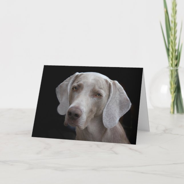 Manta de perro Weimaraner tarjeta en blanco (Anverso)