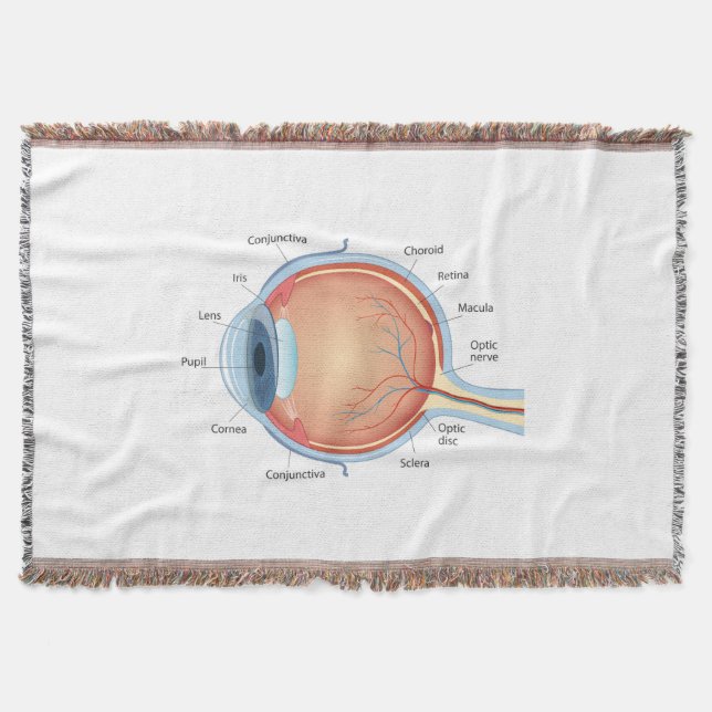 Manta Diagrama anatómico del ojo (Anverso)