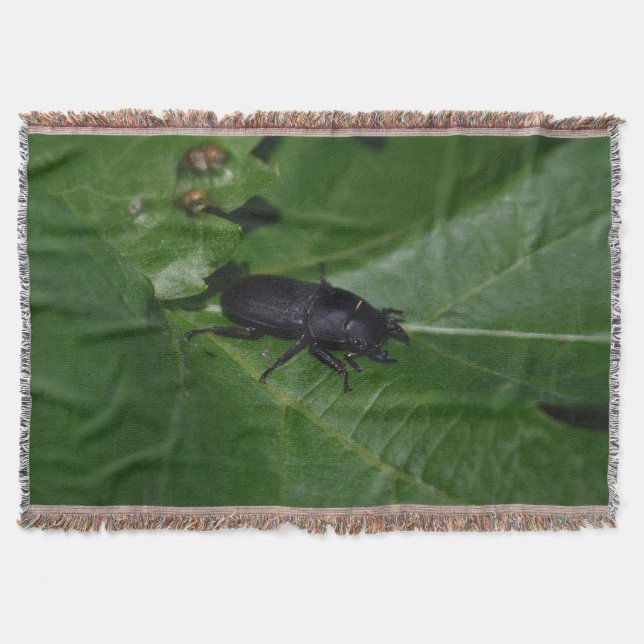 Manta Dorcus parallelipipedus , el escarabajo de menor t (Anverso)