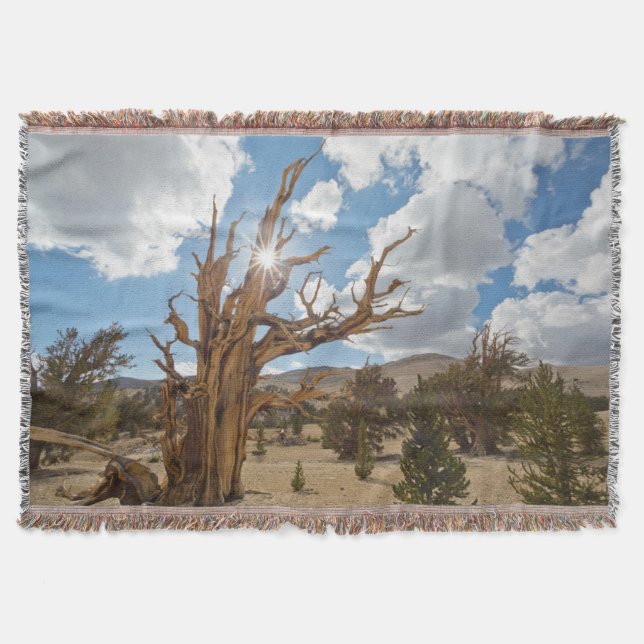 Manta EE. UU., California, Bosque Nacional Inyo 6 (Anverso)