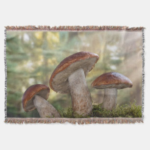 Manta EE. UU., Washington, Seabeck. Leccinum Insigne