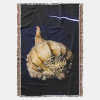 Manta El caparazón de caracol marino con los obstáculos