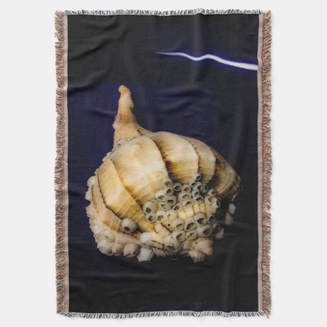 Manta El caparazón de caracol marino con los obstáculos (Frente vertical)