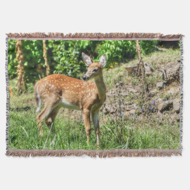 Manta Fawn (Anverso)