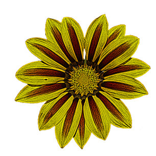 Manta flores amarillas grandes y audaces con rayas rojas