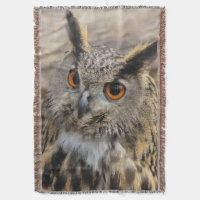 Fotografía de búho de águila cuta