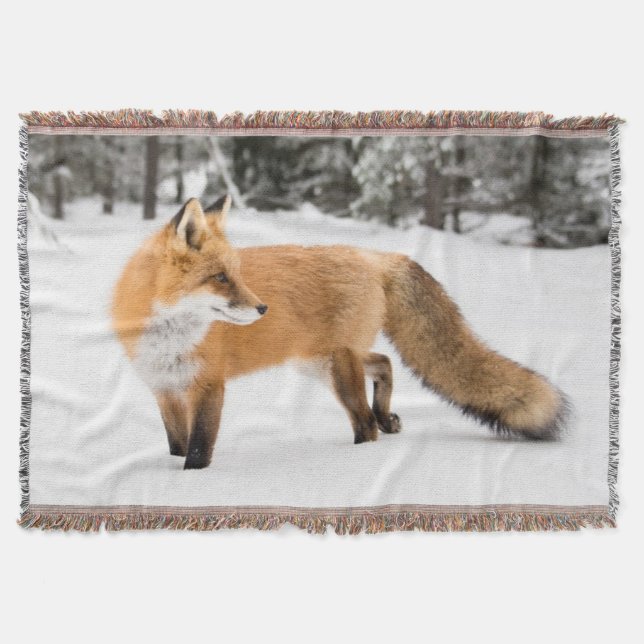 Manta Fox roja en nieve blanca (Anverso)